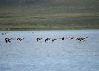 Zwaangans (Swan goose) Anser cygnoides - Ogii Nuur 14-08-2016 (7)